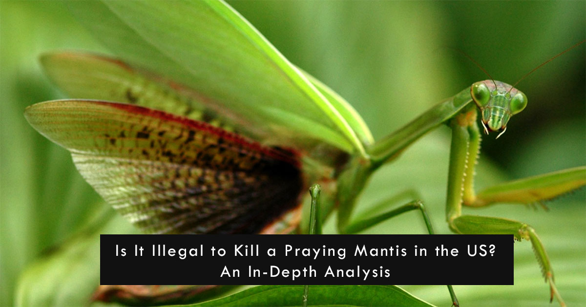 Is It Illegal to Kill a Praying Mantis in the US? An In-Depth Analysis