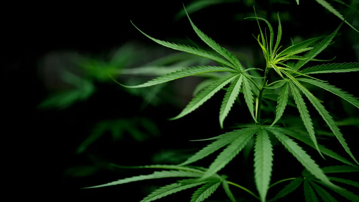 Is Cannabis illegal in Jamaica?