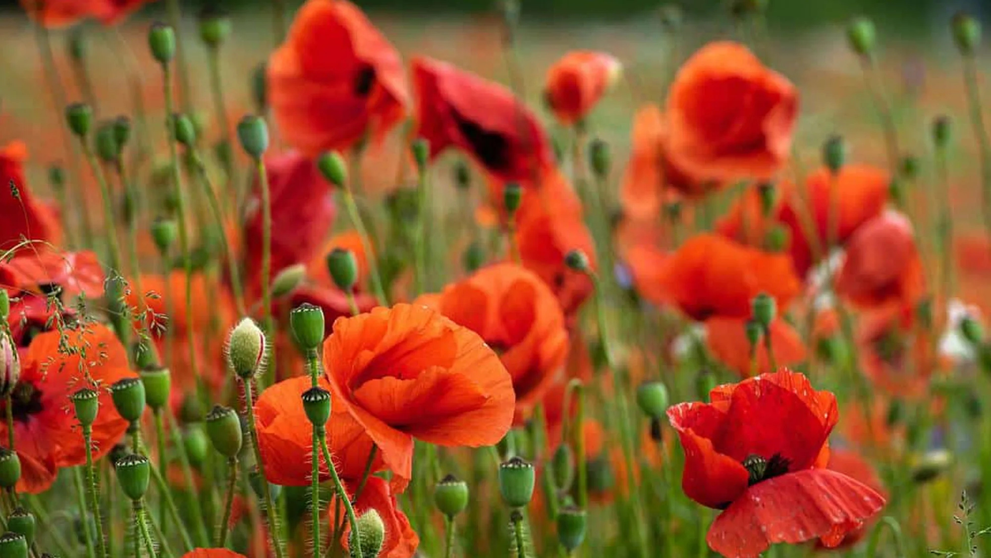 Is It Illegal to Pick California Poppies?