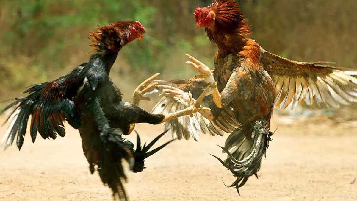 Is Cockfighting Illegal? Unpacking Laws Across the US