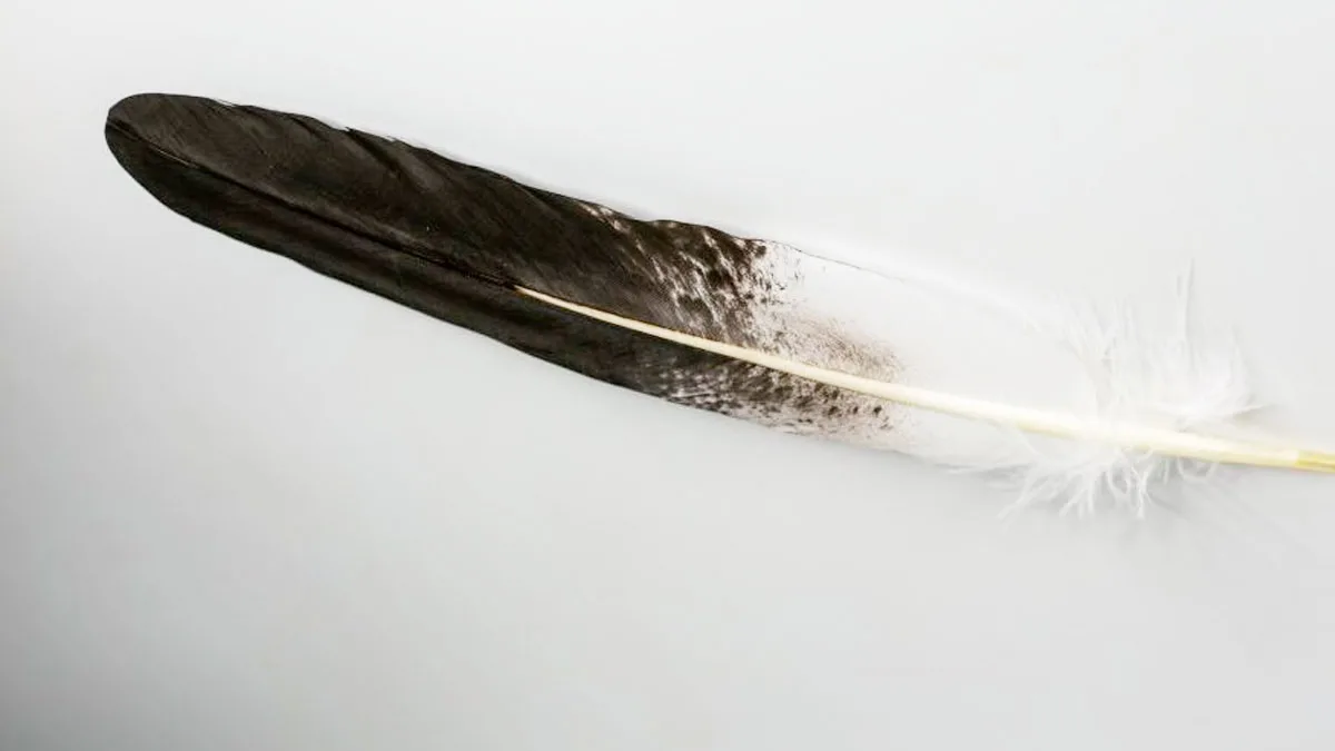 Is Possessing a Bald Eagle Feather Against US Law jpg