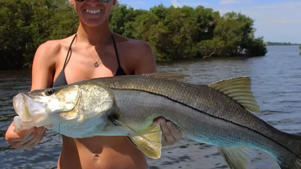 Why Is Catching Snook Illegal? Exploring U.S. Fishing Regulations